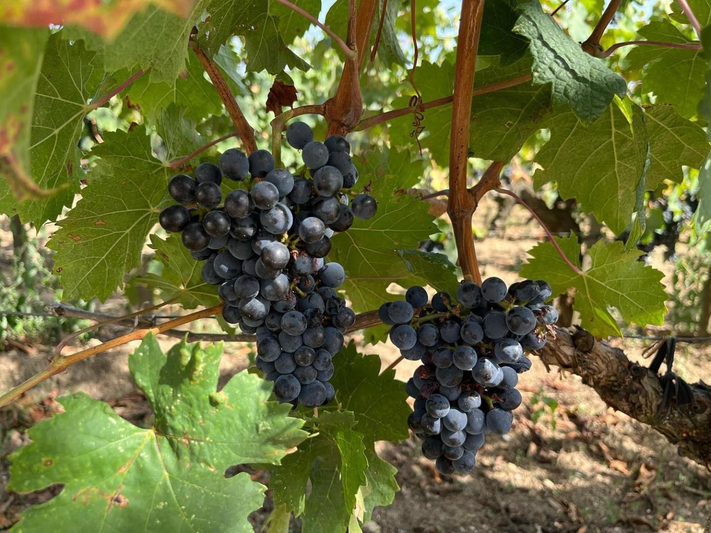 Les Logis Des Vignobles Sainte Emilion En Duplex N 3 Avec Terrasseアパートメント エクステリア 写真